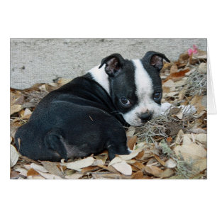 Chiot de Boston Terrier