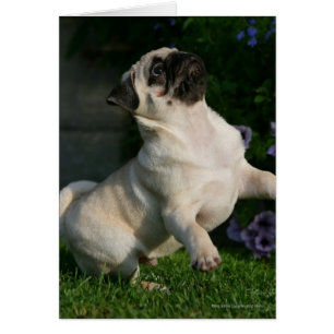 Chiot de carlin de faon