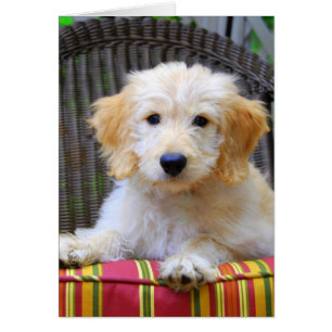 Chiot de Doodle Doré