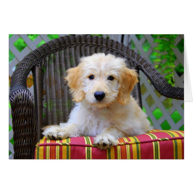 Chiot de Doodle Doré (Devant horizontal)