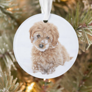 Chiot De Goldendoodle Avec La Neige À La Face