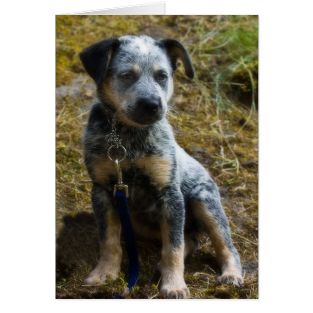 Chiot de Heeler bleu (Devant)