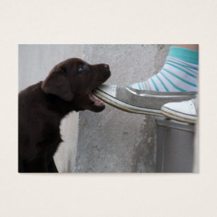 Chiot de Labrador Brown