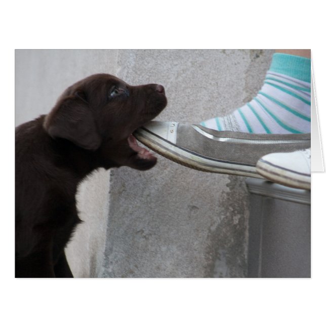 Chiot de Labrador Brown (Devant horizontal)