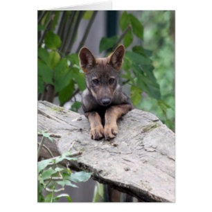 chiot de loup