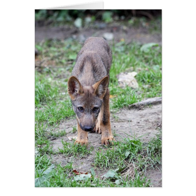 chiot de loup (Devant)