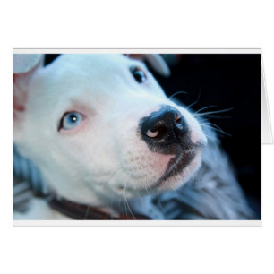 Chiot de Pitbull de bébé