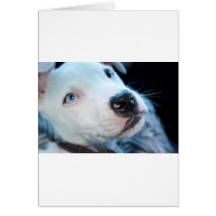 Chiot de Pitbull de bébé