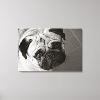 Chiot de Pug sur la toile