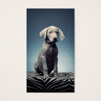 Chiot de Weimaraner