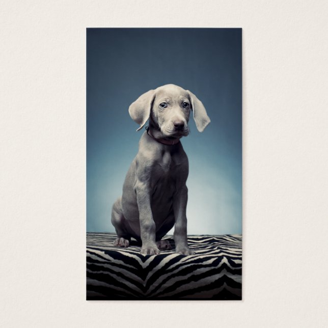 Chiot de Weimaraner (Devant)