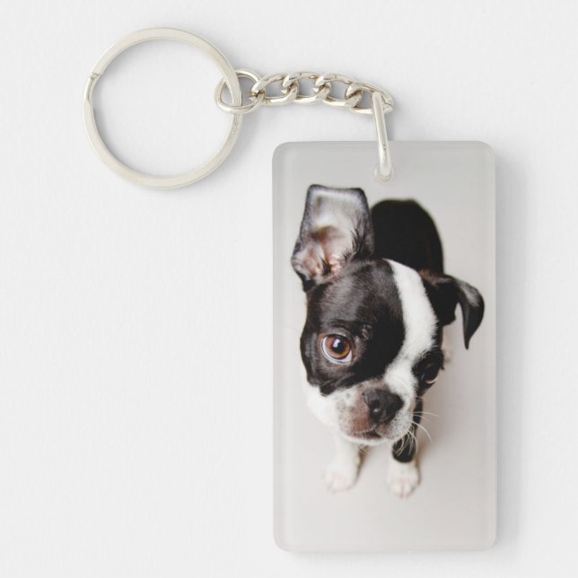 Chiot d'Edison Boston Terrier (Devant)
