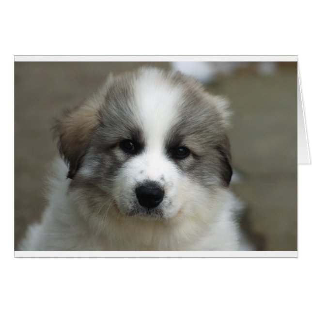 Chiot des Pyrénées (Devant horizontal)