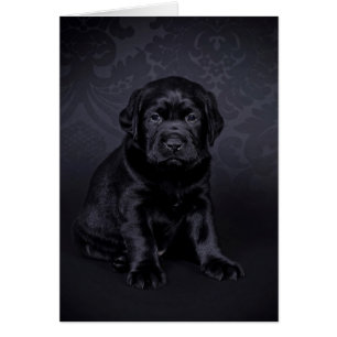Chiot du Labrador noir