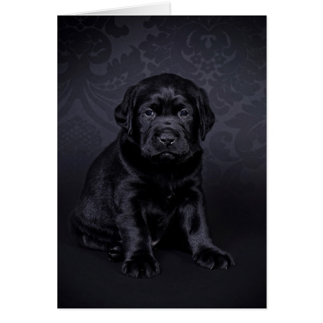 Chiot du Labrador noir (Devant)