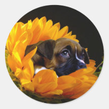 Chiot en boîte dans les autocollants de tournesol