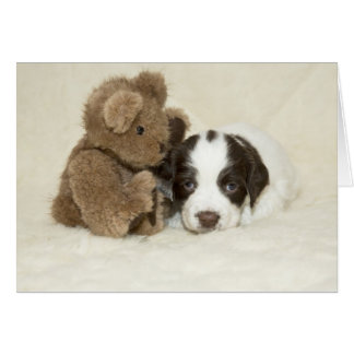 Chiot et Teddy