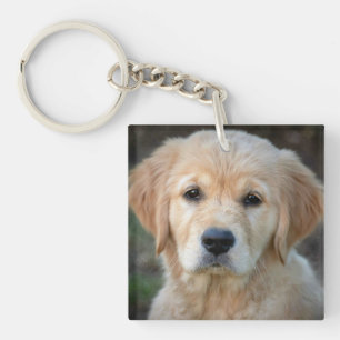 Chiot Golden Retriever