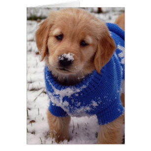 Chiot Golden Retriever
