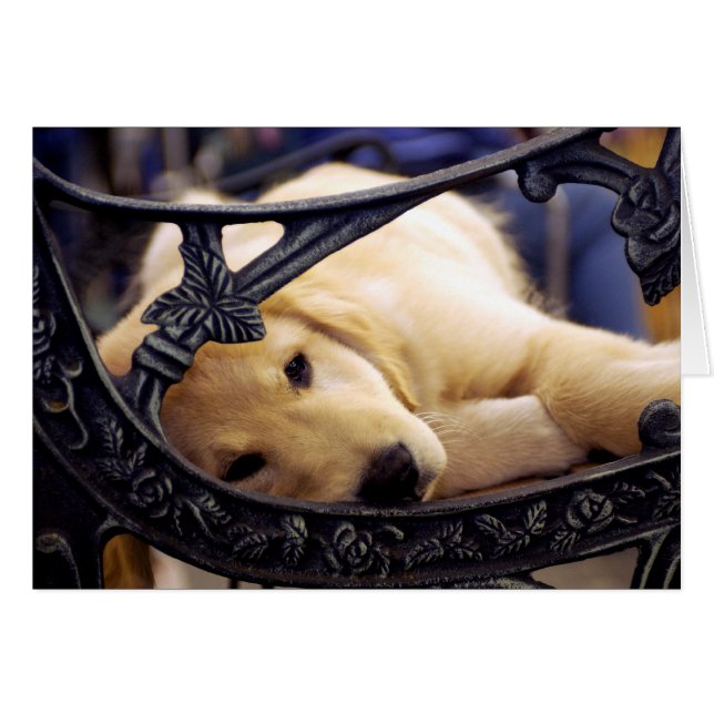 Chiot Golden Retriever (Devant horizontal)