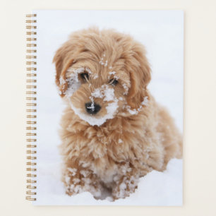 Chiot Goldendoodé Avec Neige Sur La Face