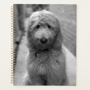 Chiot Goldendoodle en Jardin