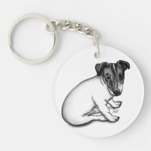 Chiot Jack Russell 10 semaines