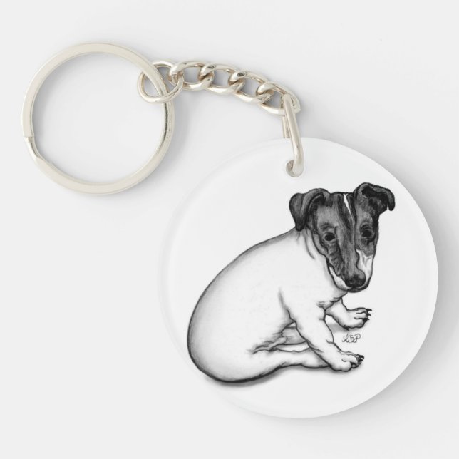 Chiot Jack Russell 10 semaines (Devant)