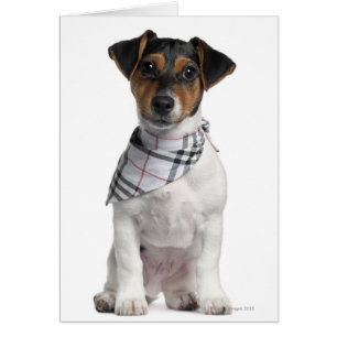Chiot Jack Russell Terrier (4 mois)