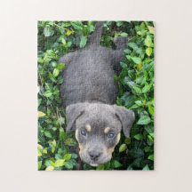Chiot Jouant Dans Le Puzzle Bushes