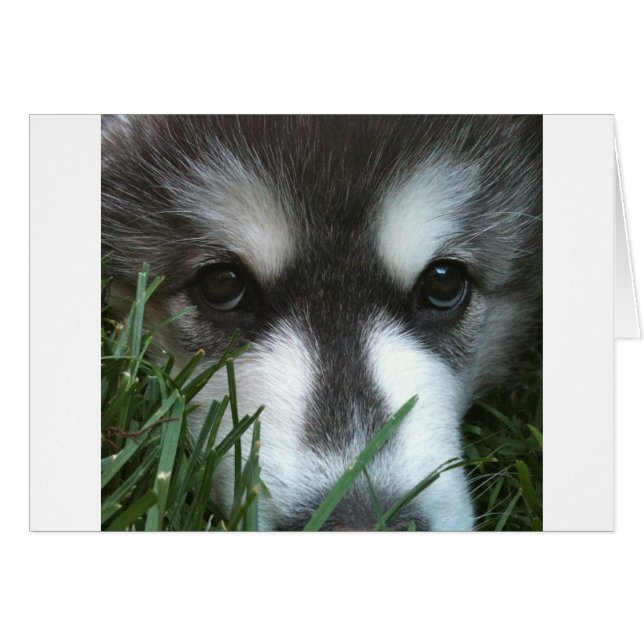 chiot Malamute d'Alaska (Devant horizontal)