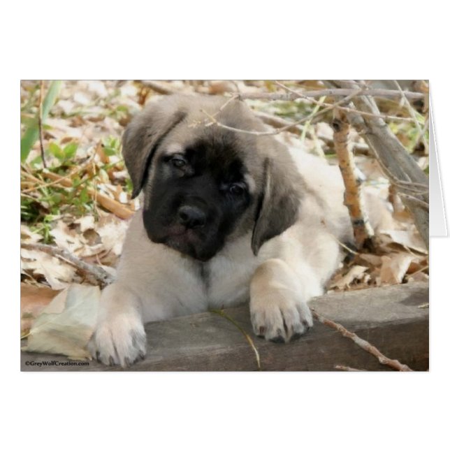 Chiot mastiff dans les bois (Devant horizontal)