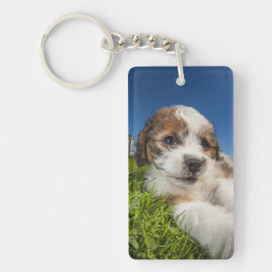 Chiot mignon (Shitzu)