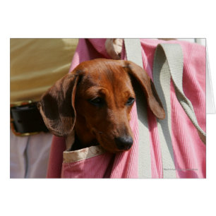 Chiot miniature à poil lisse