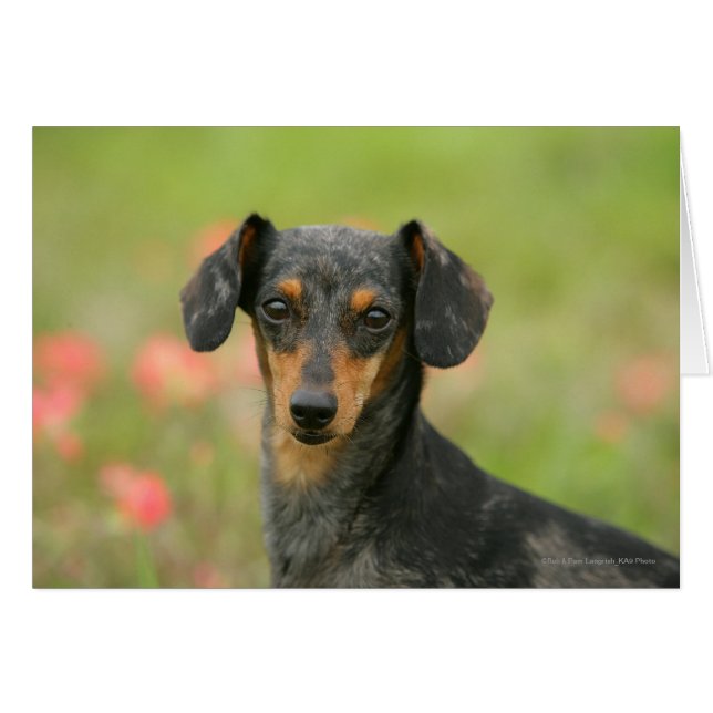 Chiot miniature à poil lisse en regard (Devant horizontal)
