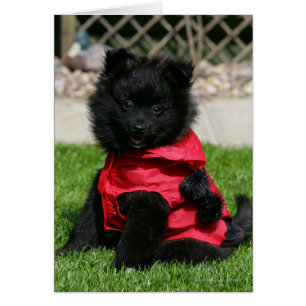 Chiot noir de Pomeranian regardant