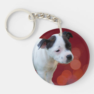 Chiot Noir Et Blanc,