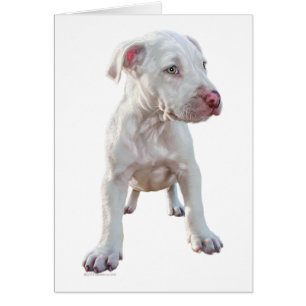 Chiot Pitbull blanc