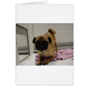 chiot pug.png