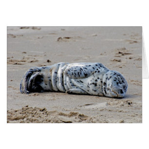 Chiot repéré d'otarie