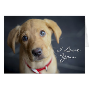 Chiot rouge de Fox Labrador