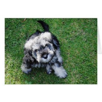 Chiot Schnauzer Miniature