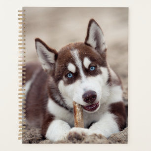 Chiot sibérien Husky à la plage
