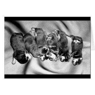 chiots à tête blanche