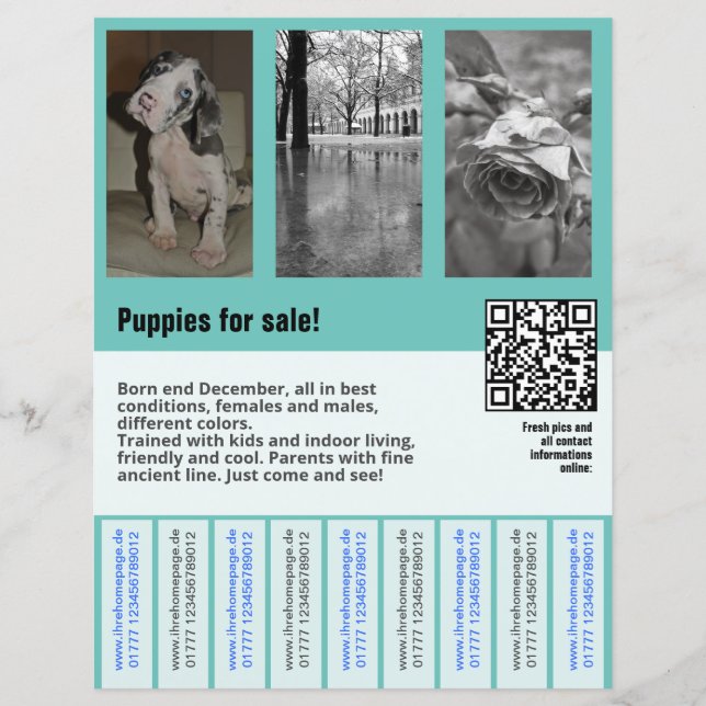 chiots à vendre prospectus modèle code QR (Devant)