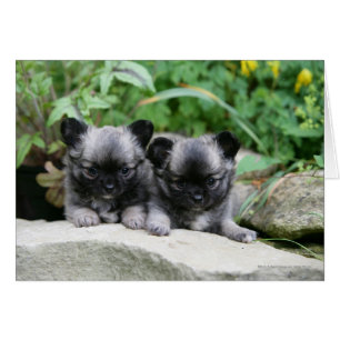 Chiots aux cheveux longs de chiwawa