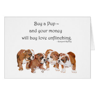 Chiots Bouledogue Anglais