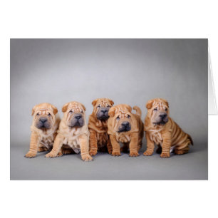 Chiots chinois Shar Pei