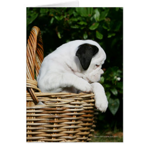 Chiots de boîte dans le panier