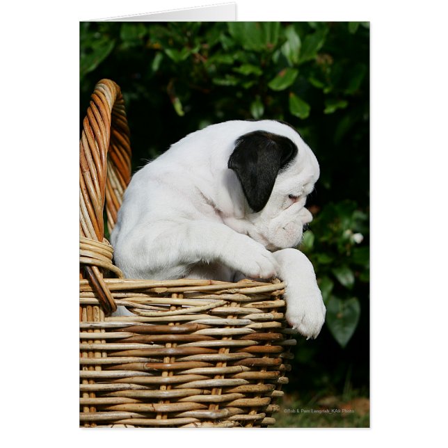 Chiots de boîte dans le panier (Devant)